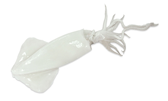 Cephalopods